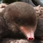 Arqueólogos descubren el fósil de una especie de topo desconocida hasta el momento