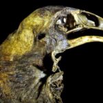 El grupo de científicos en EE.UU. que busca des-extinguir a un pájaro con 600 años