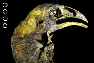 El grupo de científicos en EE.UU. que busca des-extinguir a un pájaro con 600 años