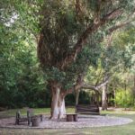 Lo beneficios y todas las maneras de usar un eucalitpo en la casa