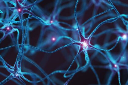 Los siete alimentos que favorecen el crecimiento de las neuronas