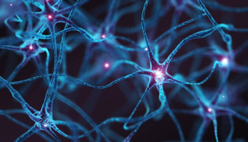 Los siete alimentos que favorecen el crecimiento de las neuronas