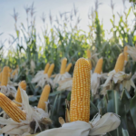 La reducción de derechos de exportación tuvo un efecto limitado sobre los precios de los granos