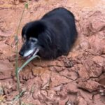 Es el encargado de cuidar a los animales en un refugio, pero un descuido puso en peligro su propia vida
