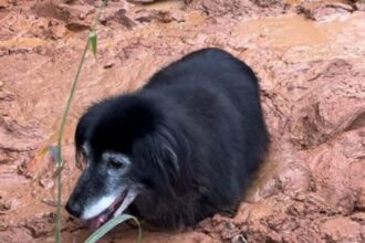 Es el encargado de cuidar a los animales en un refugio, pero un descuido puso en peligro su propia vida