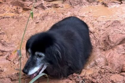 Es el encargado de cuidar a los animales en un refugio, pero un descuido puso en peligro su propia vida