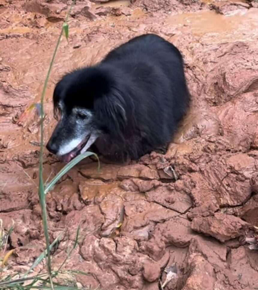Es el encargado de cuidar a los animales en un refugio, pero un descuido puso en peligro su propia vida
