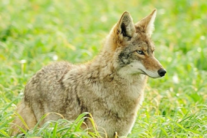 Inquietante hallazgo: qué significa que haya coyotes en el Central Park de Nueva York