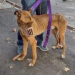 Lo rescataron de la calle y, en un hecho confuso, terminó encerrado en el Instituto Pasteur