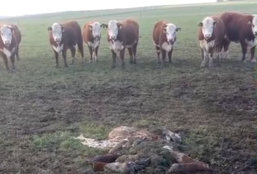 Los delincuentes entraron a un campo y dieron un duro golpe