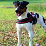Compañero fiel del gaucho y del trabajo rural, el perro ratonero argentino alegra los días del campo