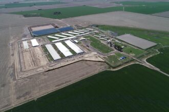 Construyeron el imperio porcino más grande del país con 13.000 madres
