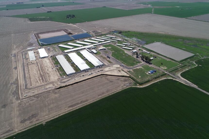 Construyeron el imperio porcino más grande del país con 13.000 madres