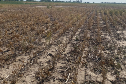 La Niña vuelve al radar y cambia el mapa de lluvias para los cultivos