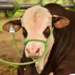 La raza bovina que salió a conquistar todos los rincones del país