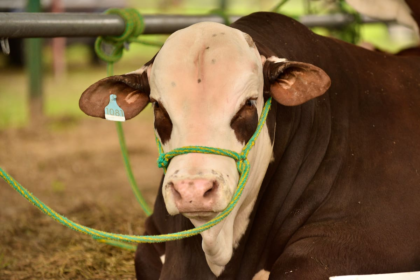 La raza bovina que salió a conquistar todos los rincones del país