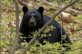 Qué se sabe del avistaje de osos en Florida: la advertencia de las autoridades