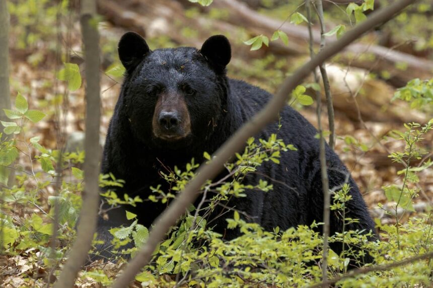 Qué se sabe del avistaje de osos en Florida: la advertencia de las autoridades