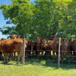 Apoyos y reparos a la obligación de hacer la identificación ganadera electrónica