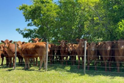 Apoyos y reparos a la obligación de hacer la identificación ganadera electrónica