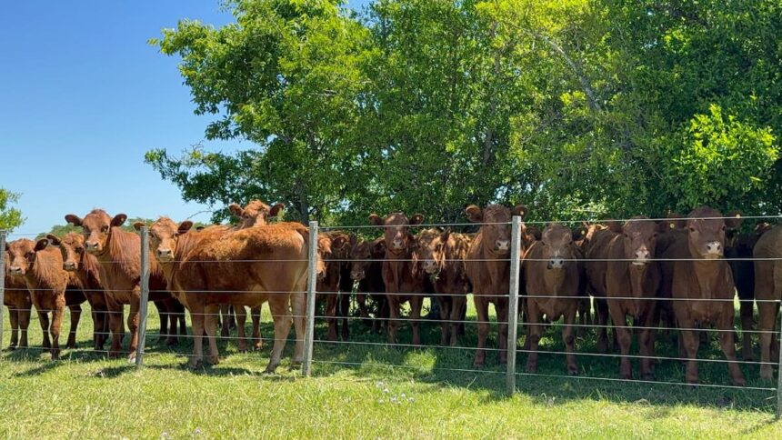 Apoyos y reparos a la obligación de hacer la identificación ganadera electrónica