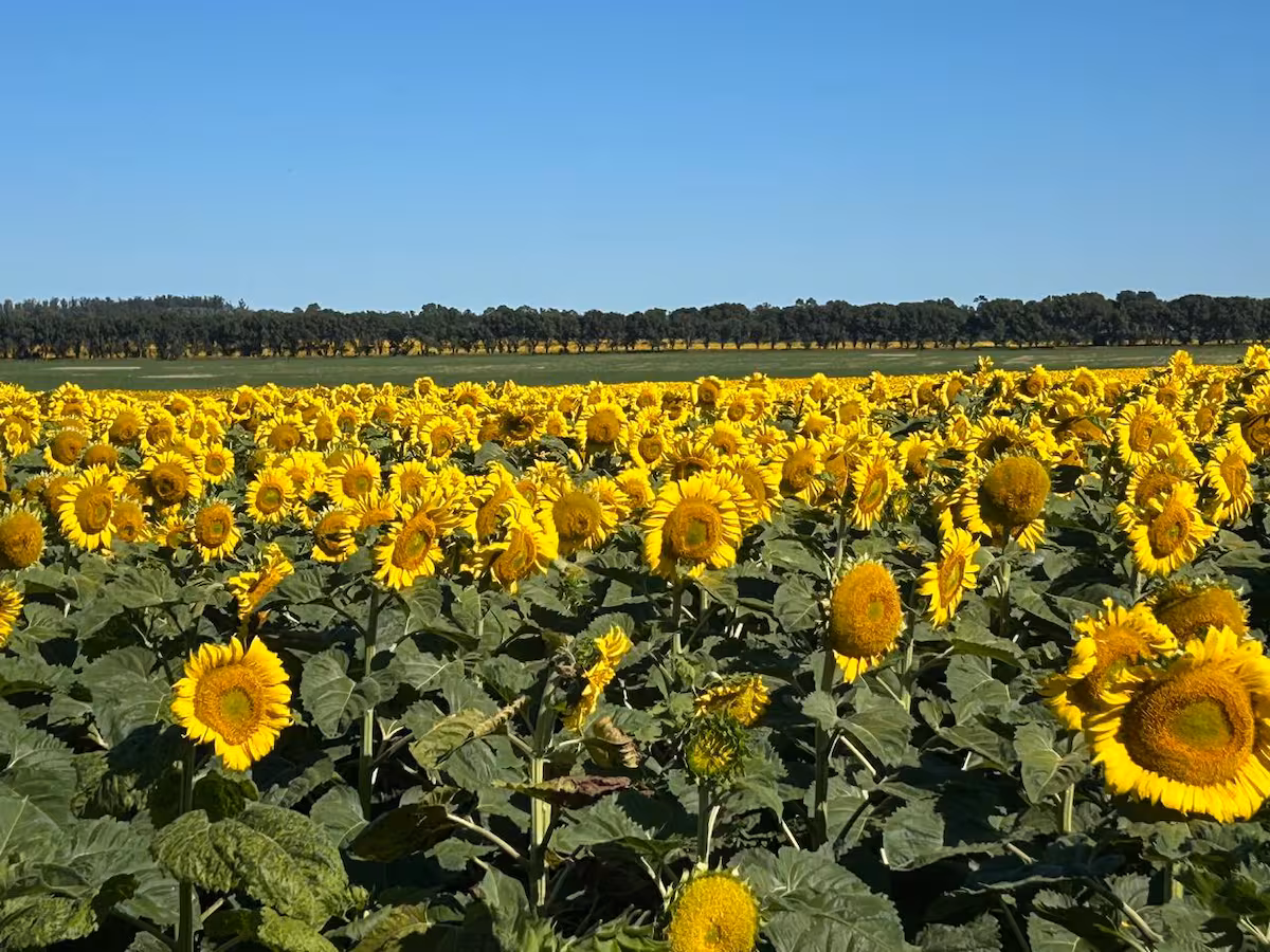 Es buen momento para cambiar girasol por insumos