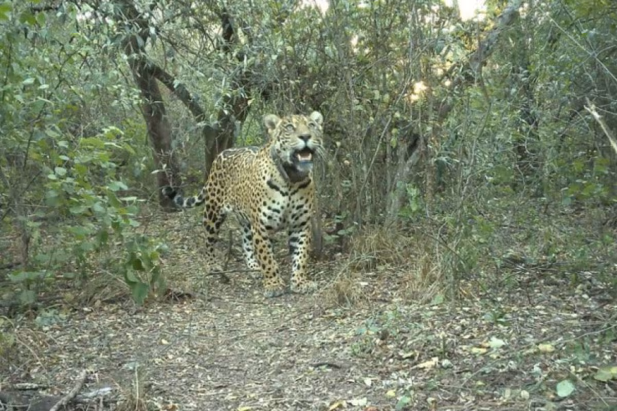 Parques Nacionales ofrece una millonaria recompensa por datos de una yaguareté que desapareció tras ser liberada