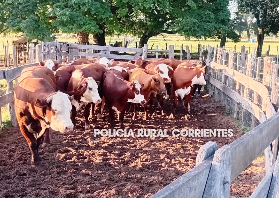 Esquina: la Policía Rural recuperó doce vacunos robados en Santa Fe