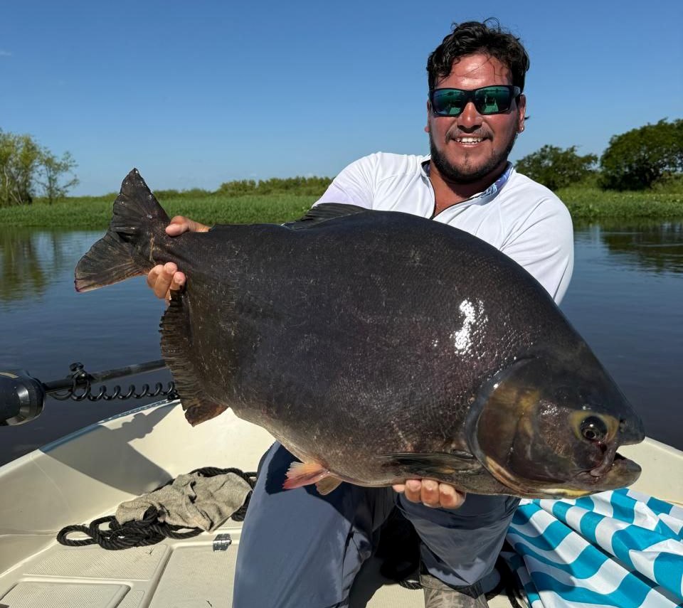 Pescador entrerriano captura un pacú excepcional y enciende la previa de la 39ª Fiesta Nacional del Pacú
