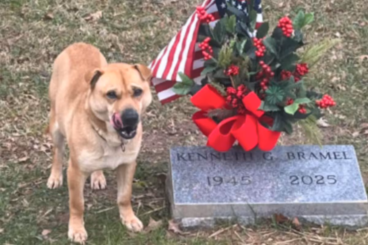 La historia del perro callejero que visitaba la misma tumba todos los días y tocó corazones