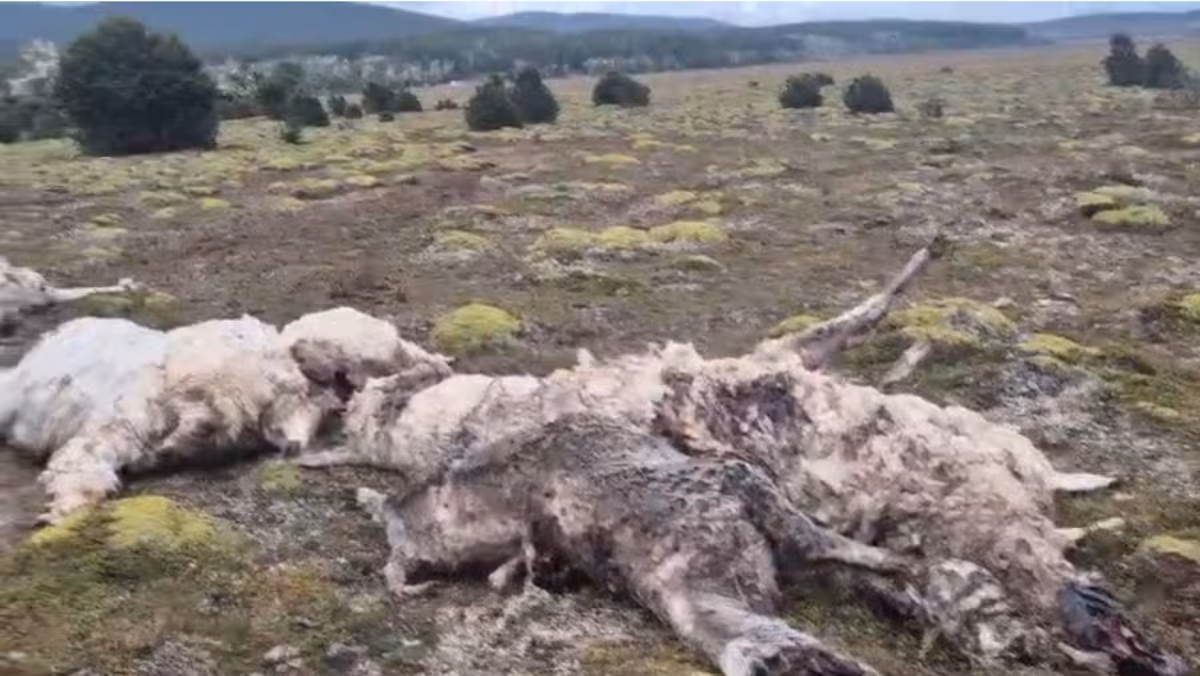 Perros salvajes mataron a 30 llamas en un establecimiento ganadero