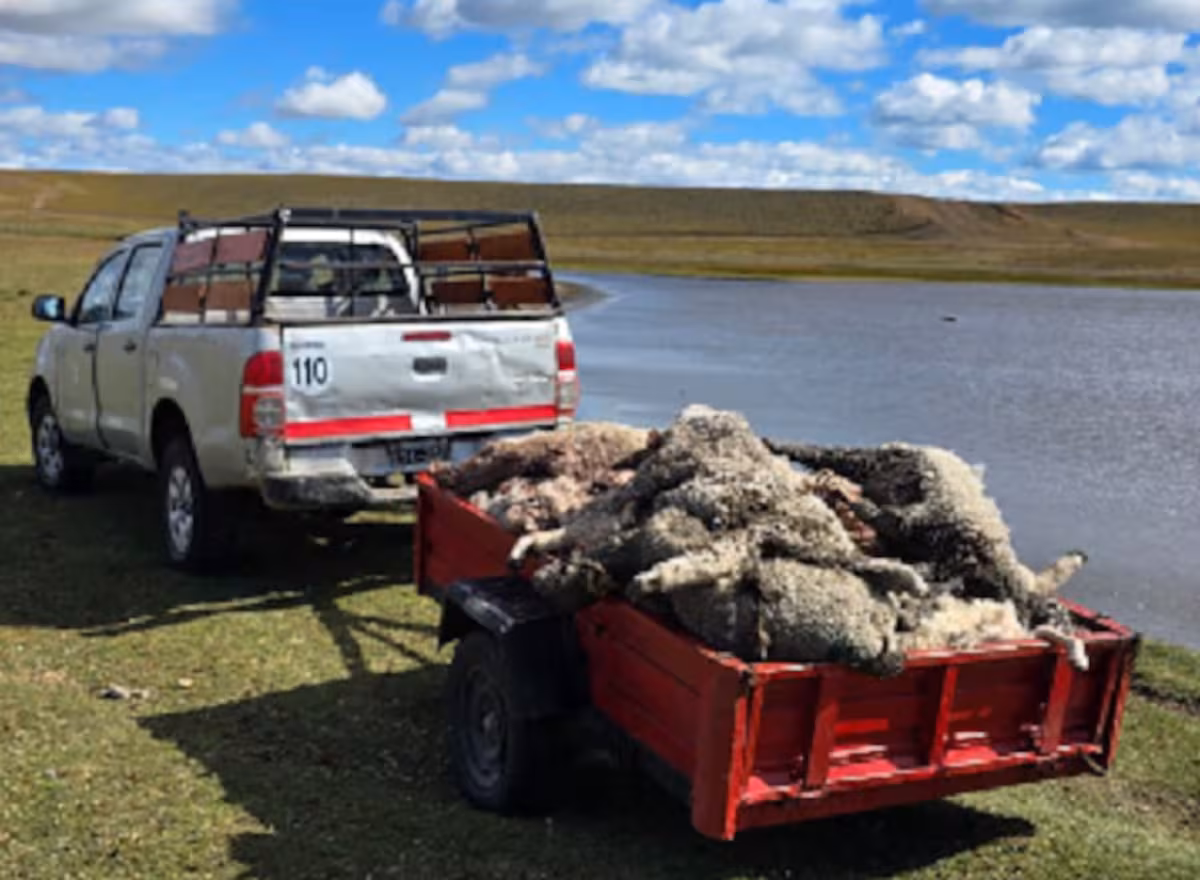 Perros salvajes mataron más de 100 ovejas en un importante colegio agrotécnico