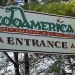 Sus padres se distrajeron con el celular y un niño resultó herido por un lobo en un zoológico