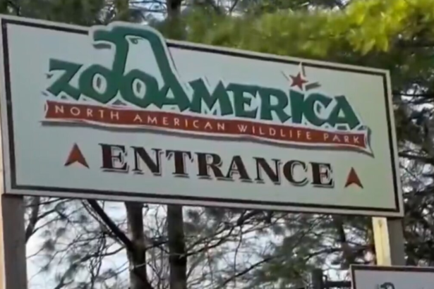 Sus padres se distrajeron con el celular y un niño resultó herido por un lobo en un zoológico