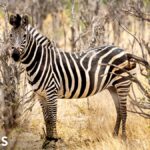 Un destino top para avistar animales salvajes que promete lujo en lugares remotos