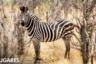 Un destino top para avistar animales salvajes que promete lujo en lugares remotos
