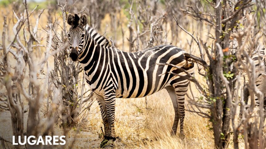 Un destino top para avistar animales salvajes que promete lujo en lugares remotos