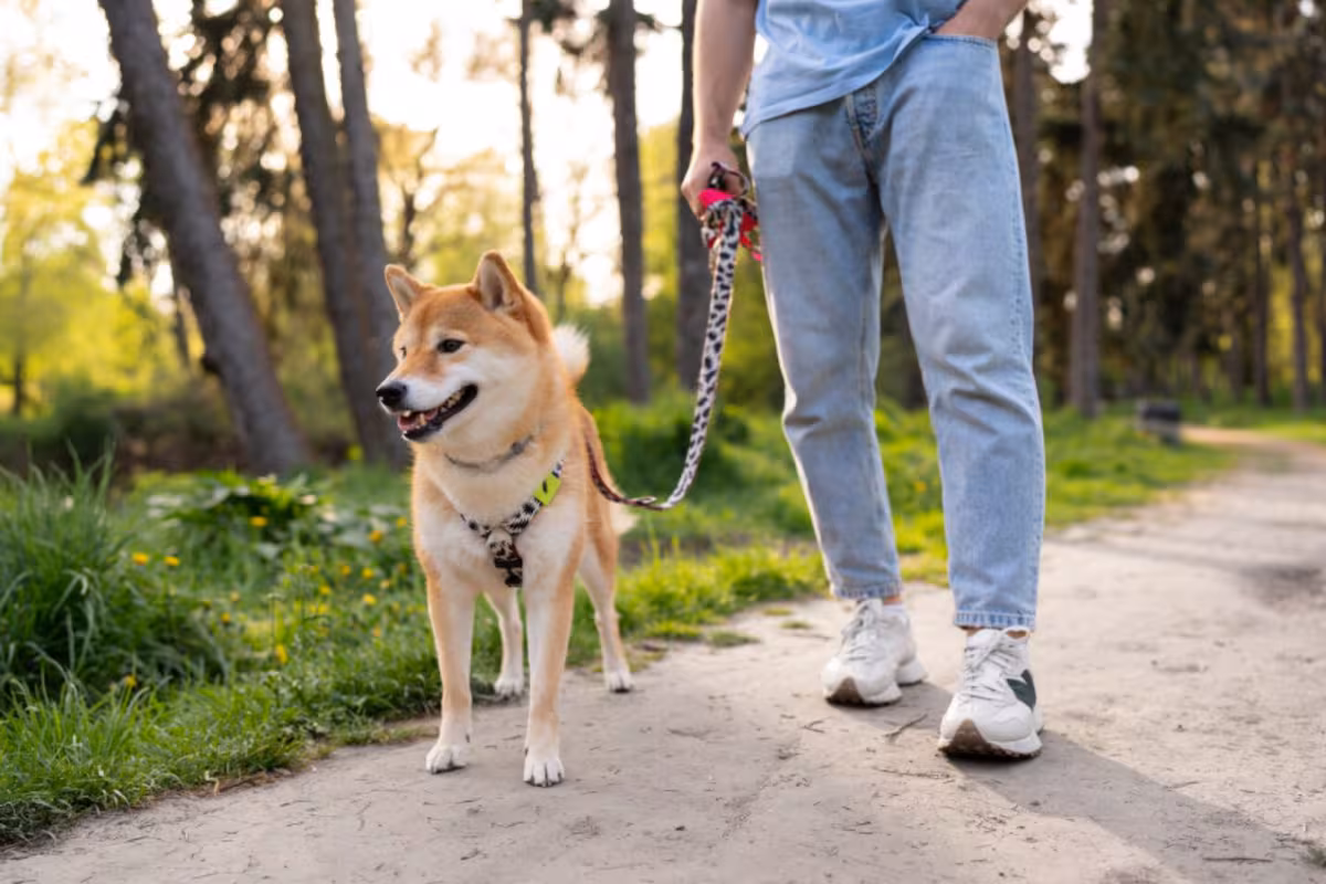 El sencillo truco de tres minutos para que tu perro no tire de la correa en los paseos