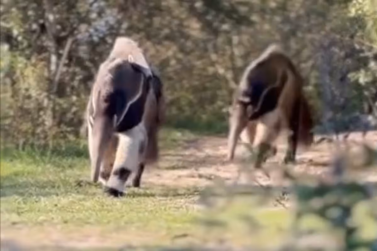 Oso hormiguero camuflado: trasladaba a su cría en el lomo en un parque nacional y fue captada en un tierno video que se viralizó
