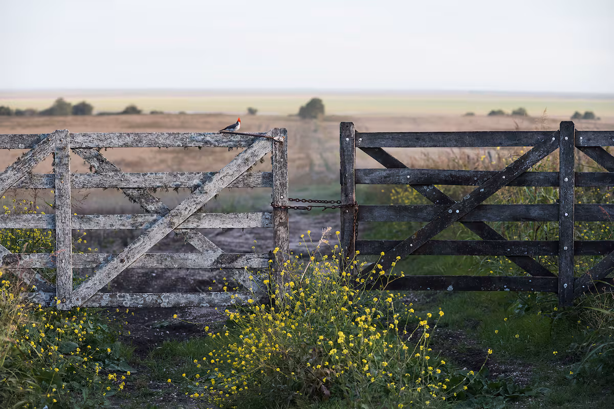 campo